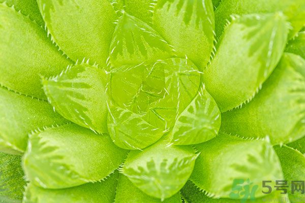 多肉植物需要澆水嗎？多肉植物澆水可以澆到葉子上嗎？