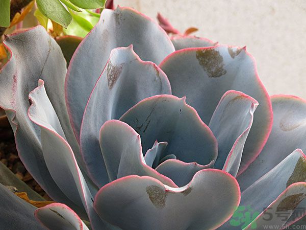 多肉植物需要澆水嗎？多肉植物澆水可以澆到葉子上嗎？