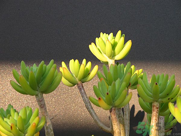 多肉植物需要澆水嗎？多肉植物澆水可以澆到葉子上嗎？