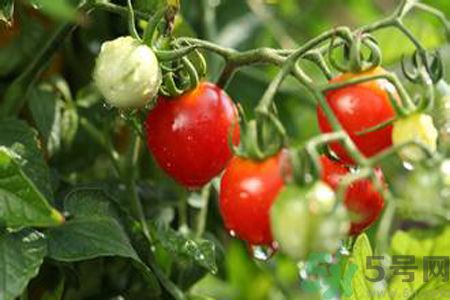 怎么挑選西紅柿？怎么挑選番茄？