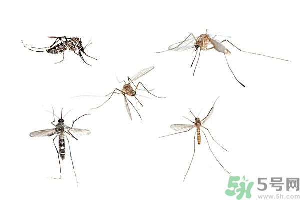 天竺葵有驅(qū)蚊作用嗎？什么植物能驅(qū)蚊子？