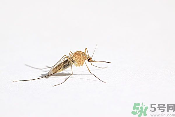 天竺葵有驅(qū)蚊作用嗎？什么植物能驅(qū)蚊子？