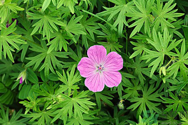 天竺葵有驅(qū)蚊作用嗎？什么植物能驅(qū)蚊子？