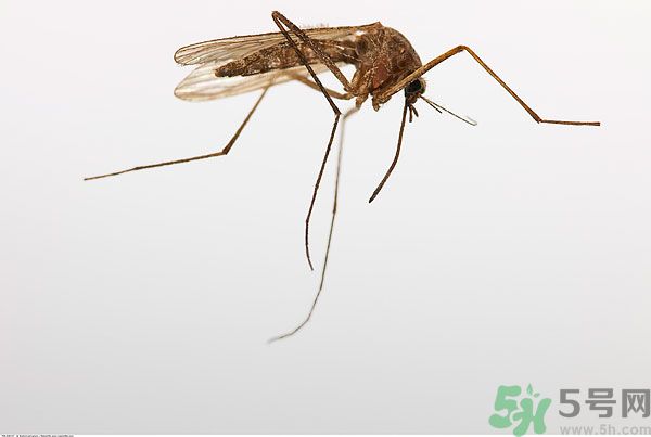 穿黑色衣服容易被蚊子咬嗎？什么樣的人容易吸引蚊子？