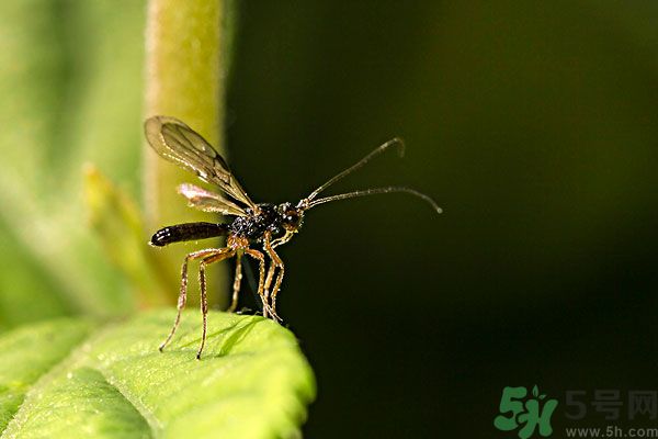 穿黑色衣服容易被蚊子咬嗎？什么樣的人容易吸引蚊子？