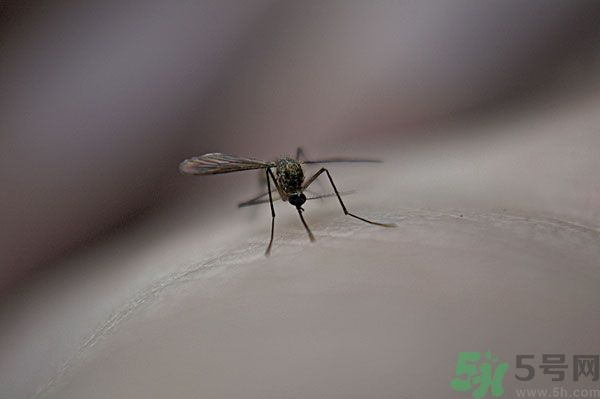 穿黑色衣服容易被蚊子咬嗎？什么樣的人容易吸引蚊子？