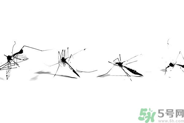 穿黑色衣服容易被蚊子咬嗎？什么樣的人容易吸引蚊子？