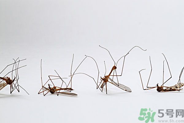 紗窗網(wǎng)密度蚊子能進(jìn)去嗎？紗窗能擋住蚊子嗎？