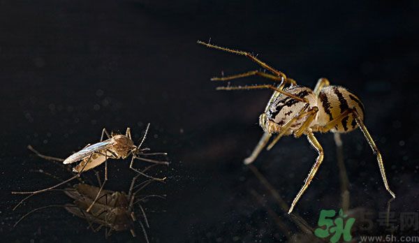 紗窗網(wǎng)密度蚊子能進(jìn)去嗎？紗窗能擋住蚊子嗎？