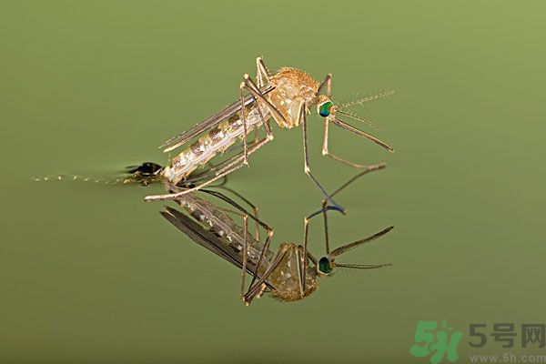 紗窗網(wǎng)密度蚊子能進(jìn)去嗎？紗窗能擋住蚊子嗎？