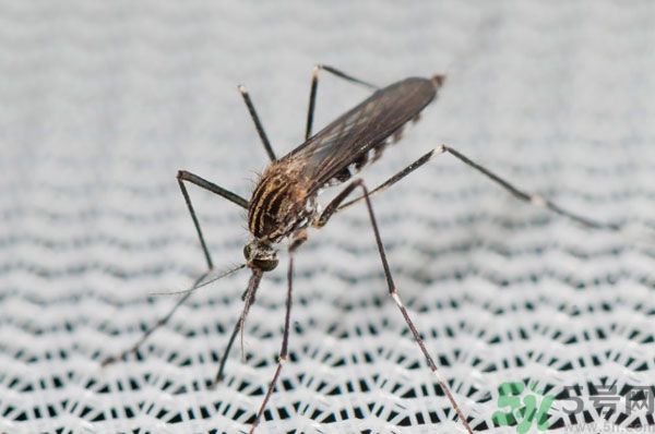 紗窗網(wǎng)密度蚊子能進(jìn)去嗎？紗窗能擋住蚊子嗎？