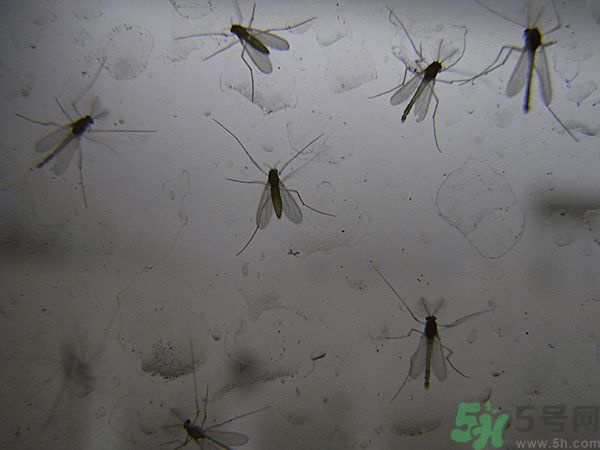 紗窗網(wǎng)密度蚊子能進(jìn)去嗎？紗窗能擋住蚊子嗎？