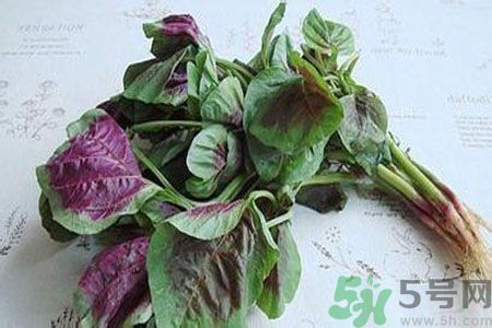 漢菜是熱性還是涼性？漢菜是涼性的嗎？