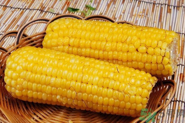 南瓜和玉米可以一起吃嗎？南瓜和玉米一起吃好嗎？