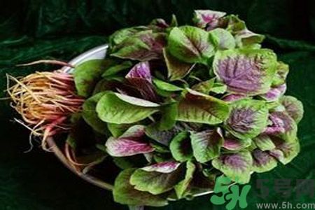 糖尿病可以吃莧菜嗎？糖尿病吃莧菜好嗎？