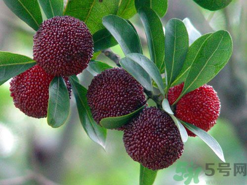 楊梅可以和草莓一起吃嗎？楊梅能和草莓一起吃嗎？