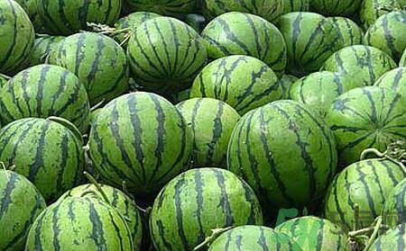 沙瓤西瓜怎么挑？怎么挑選西瓜？