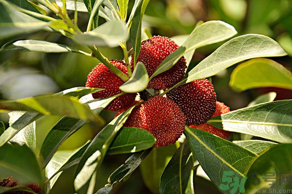 吃楊梅時(shí)可以喝茶嗎？吃楊梅時(shí)喝茶有什么壞處？