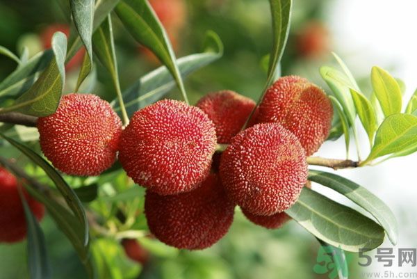 楊梅可以和牛奶一起吃嗎？牛奶能和楊梅一起吃嗎？