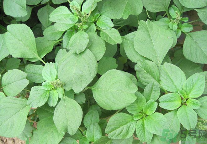 紅莧菜和青莧菜哪個(gè)好？紅莧菜和青莧菜哪個(gè)好吃？