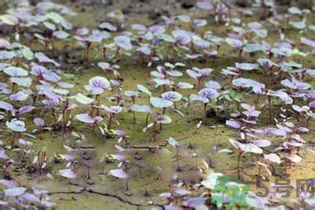 紅莧菜和青莧菜哪個好？紅莧菜和青莧菜哪個好吃？