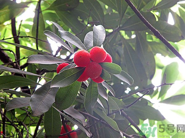 楊梅里面的蟲子能吃嗎？楊梅里面的蟲子吃了會怎么樣？