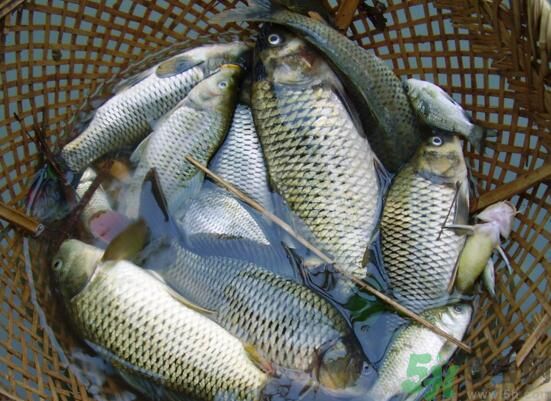 魚能和萵苣一起煮嗎？魚可以和萵苣一起吃嗎？