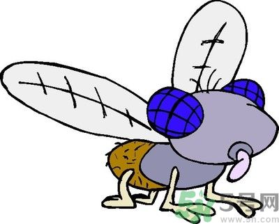 夏天家中有蒼蠅怎么辦？夏天如何滅蒼蠅？