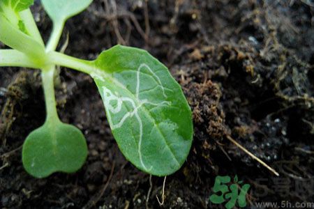 莧菜葉子上有白點(diǎn)是怎么回事？莧菜葉子上有白點(diǎn)可以吃嗎？