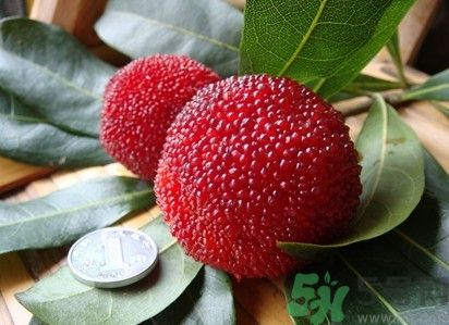 楊梅紅色好還是黑色好？楊梅顏色越深越好嗎？