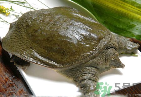 莧菜和甲魚一起吃會中毒嗎？吃了莧菜了甲魚怎么辦？