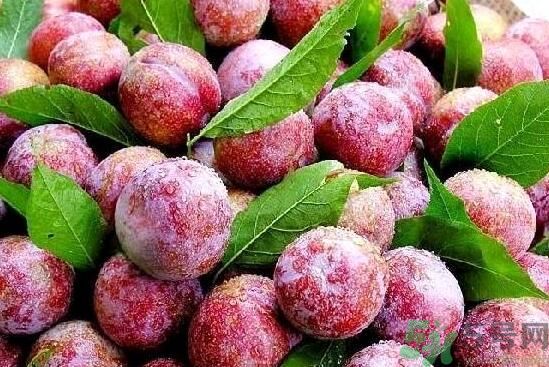 李子皮上的白霜可以吃嗎？李子皮上的白霜洗不掉怎么辦？