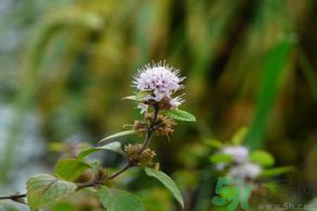 夏天吃薄荷可以解暑嗎？夏天怎么吃薄荷可以解暑？