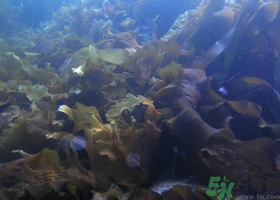 海帶發(fā)黃能吃嗎？海帶發(fā)黃還可以吃嗎？