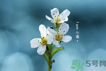 小滿喝什么茶？小滿喝什么茶好？