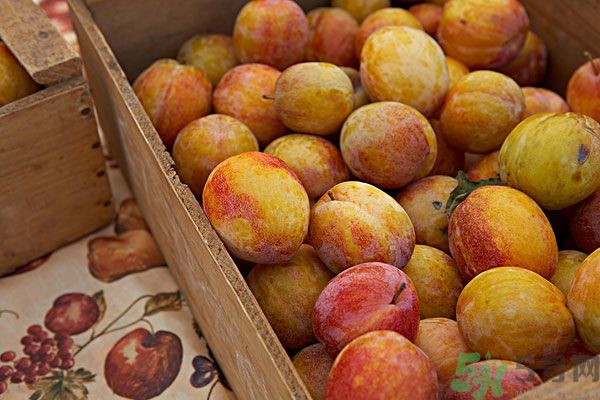 李子皮能吃嗎？李子皮的功效作用