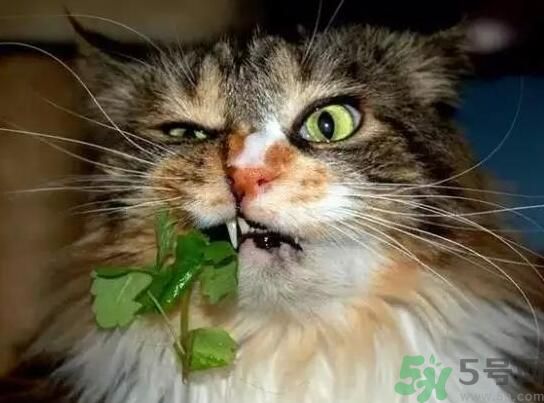 薄荷為什么叫貓薄荷？薄荷和貓薄荷是一種