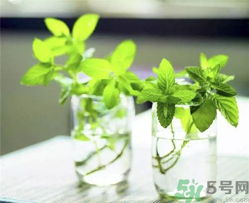 薄荷是涼性的嗎？薄荷是涼性還是熱性？