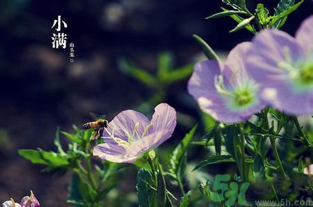 小滿為什么要吃苦？適合小滿吃的苦菜