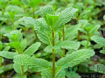 薄荷有什么功效？薄荷的攻效是什么？