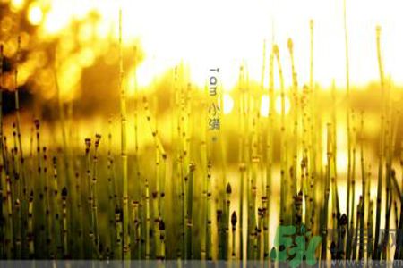 為什么小滿濕氣重？小滿怎么除濕氣？