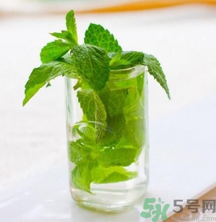  孕婦可以喝薄荷茶嗎？孕婦能喝薄荷泡的茶嗎？