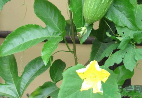 絲瓜要煮多久才熟?絲瓜要煮多長(zhǎng)時(shí)間?