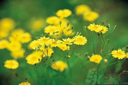 苦菜是酸性還是堿性？苦菜是堿性的嗎？