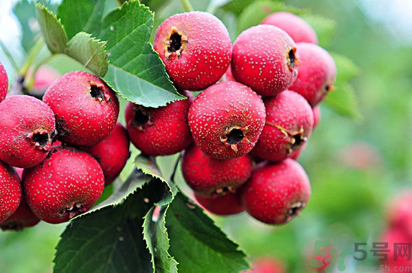 幼兒吃山楂好嗎？幼兒吃山楂片好嗎？