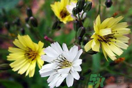 苦菜是不是發(fā)物？苦菜是發(fā)物嗎？