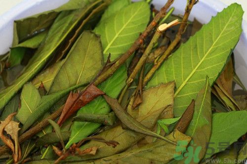 枇杷葉煮水寶寶能喝嗎?寶寶咳嗽喝枇杷葉煮水怎么樣 枇杷葉煮水寶寶能喝嗎?寶寶咳嗽喝枇杷葉煮水怎么樣