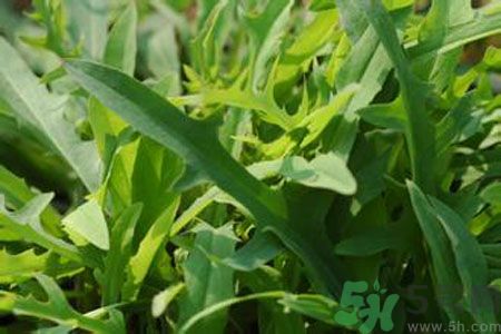 寶寶吃苦菜會拉肚子嗎？寶寶吃苦菜拉肚子了怎么辦？