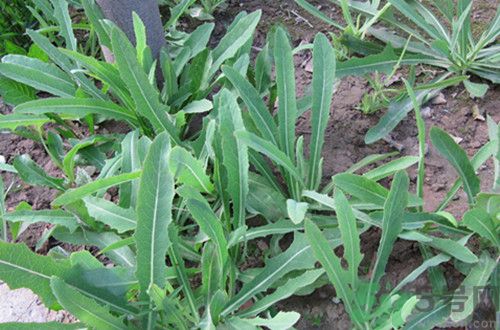 寶寶吃苦菜會拉肚子嗎？寶寶吃苦菜拉肚子了怎么辦？