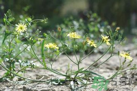 苦菜是蒲公英嗎？苦菜和蒲公英有什么區(qū)別？